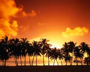 Palms on sunset beach