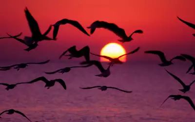 Sunrise with flying Birds