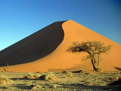 Sand Dunes And Acacia Tree Namib Desert Namibia