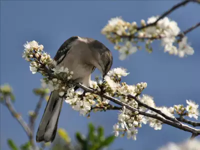 Animals Birds Mockinbird On Trees