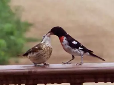 Birds Love
