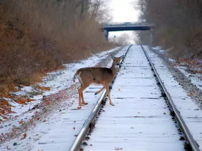 Deer crossing the Rairoad