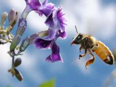 Flowers and Bee