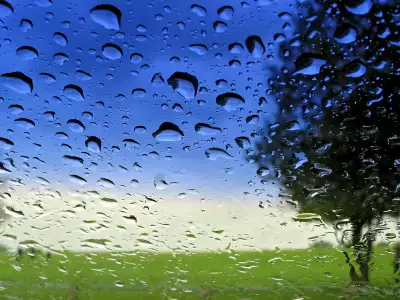 Tree And Rain