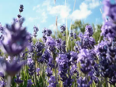 Violet Flowers Field