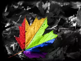 Rainbow Leaf