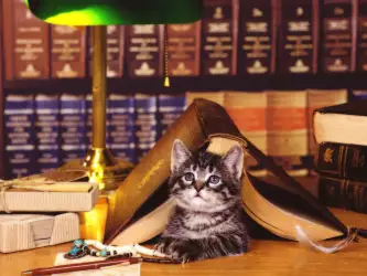 Curious Cat Under the Books