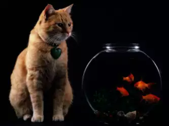 Curious Cat Watching Fish in the Bowl Wallpaper