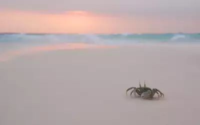 Crayfish on Beach