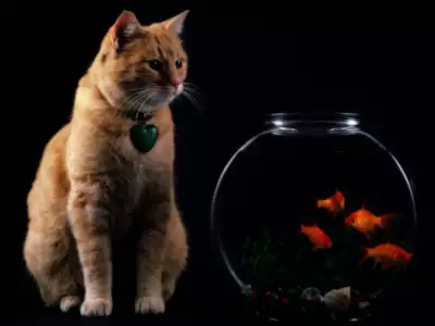 Curious cat watching fish in the bowl