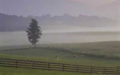 Meadow with Fog