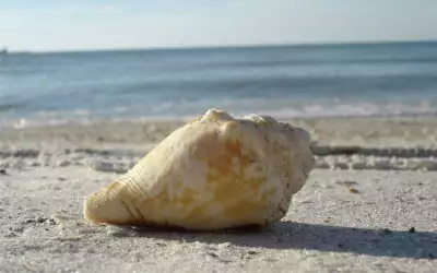 Shell On The Sand Beach