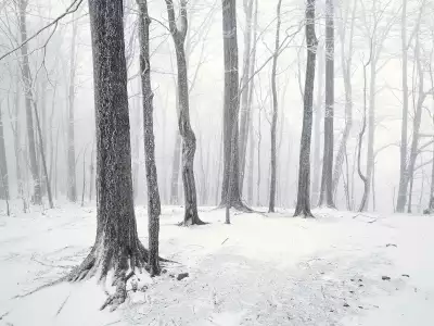Snow in the Forest