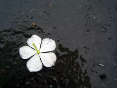 White Flower in Water