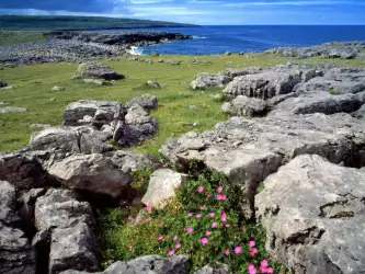 Wildflowers Of The Burren Ireland