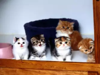 Baby Cats