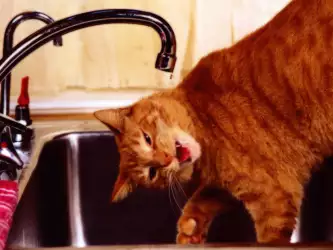 Cat drinking a water