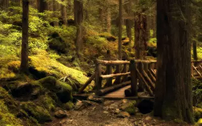Mystery Bridge in Forest