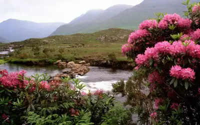 Rhododendrons Bloom Along the River Bundorragha Wallpaper