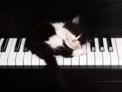 Sleeping cat on piano