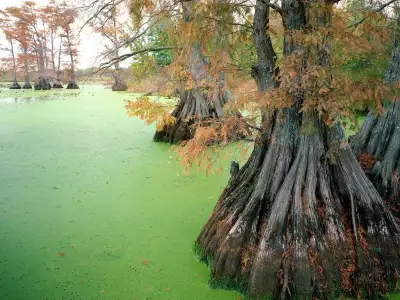 Reelfoot Lake Near Tiptonville in Tennessee