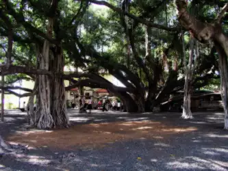 Banyan Tree Lahaina on Hawaii