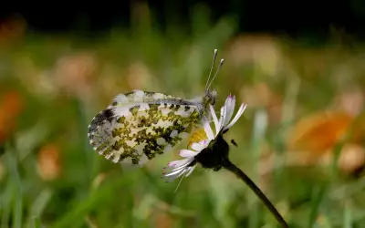 Butterfly on Spring Flower