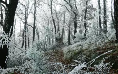 Freezed Forest