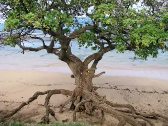 Old Tree On The Beach