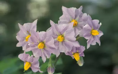 Potato Flowers
