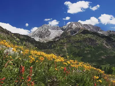 Spring Wildflowers In Alpine Meadow At Lead King Basin In Marble Colorado
