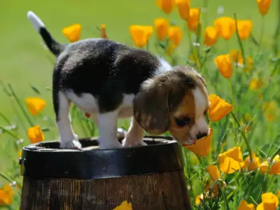 dog And Flowers