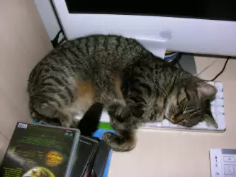 Cat Sleeping On Keyboard