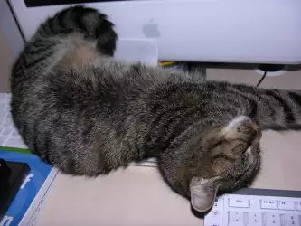 Cat Sleeping On Keyboard