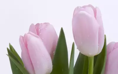 Violet Tulips