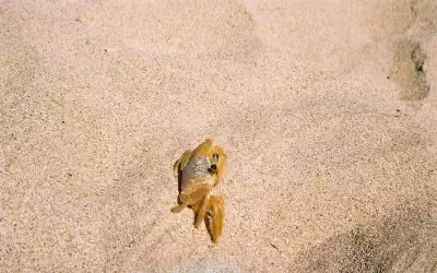 Cuba Trinidad Playa Ancon Crab Sand Beach