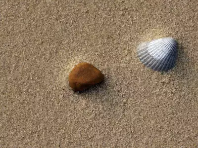 Shell Stone Sand Beach