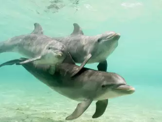 Bottlenose Dolphins in Caribbean Sea Honduras