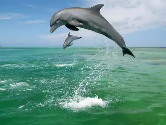 Bottlenose Dolphins in Caribbean Sea