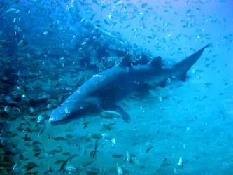 Shark Under the Water: A Glimpse into the Mysteries of the Deep
