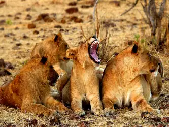 Lion Group With Practicing Cub