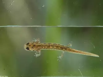 Northern Dusky Salamander (Desmognathus Fuscus)004