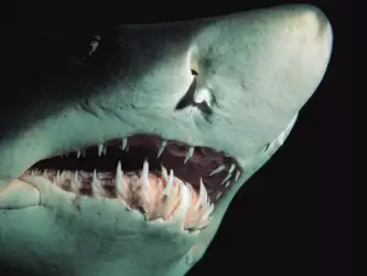 Sandtiger shark teeth close-up showcasing nature's formidable dentition