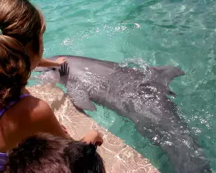 Seaworld Dolphin