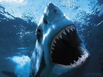 Jaws Unleashed: Witness the Majestic Power of a Big Shark with Mouth Wide Open