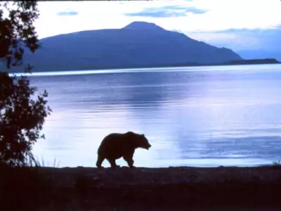 Bear Walking Along Naknek Lake