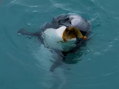 Dolphin Weeding
