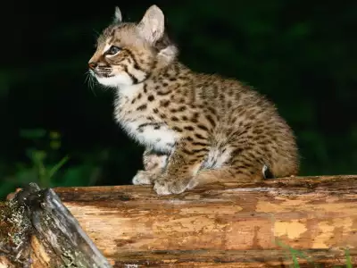 Cute Wildcat Baby