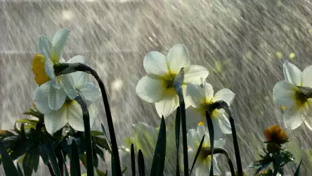 Flower and Rain
