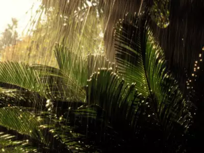 Falling Rain on Palms